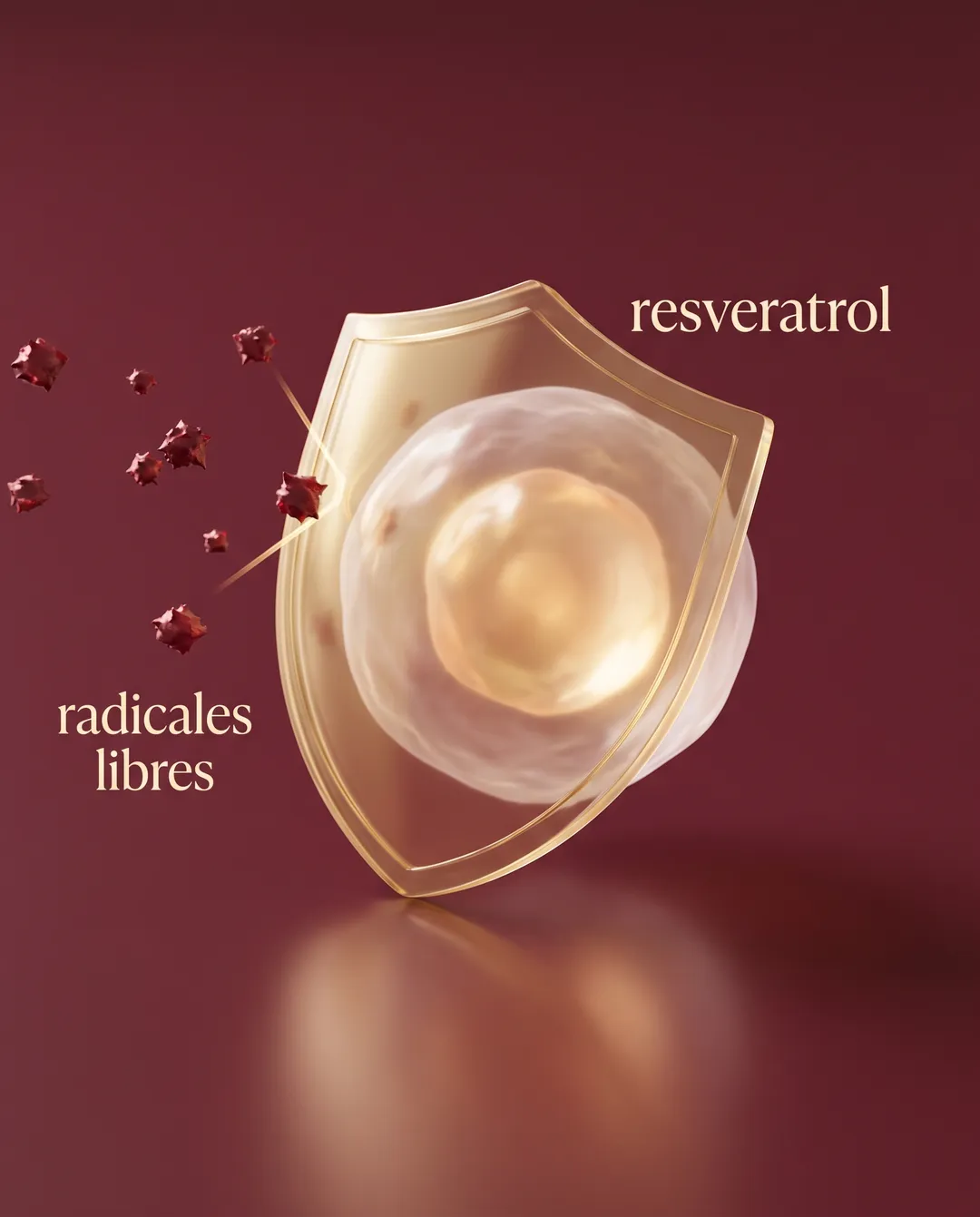 El resveratrol y los radicales libres