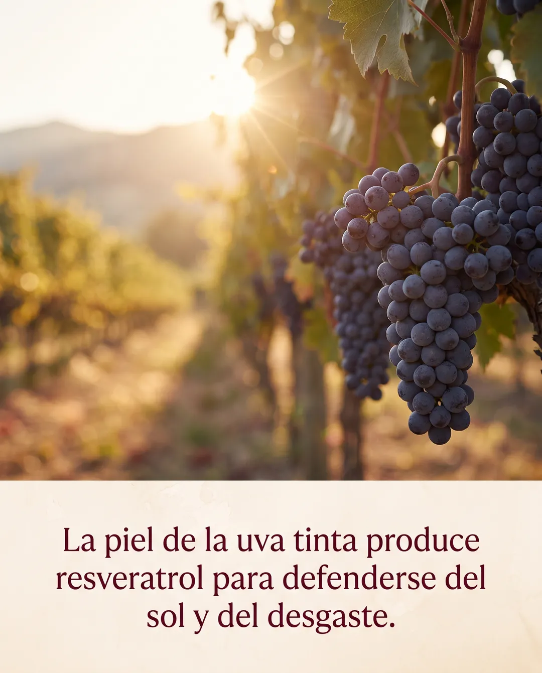 La piel de la uva tinta produce resveratrol